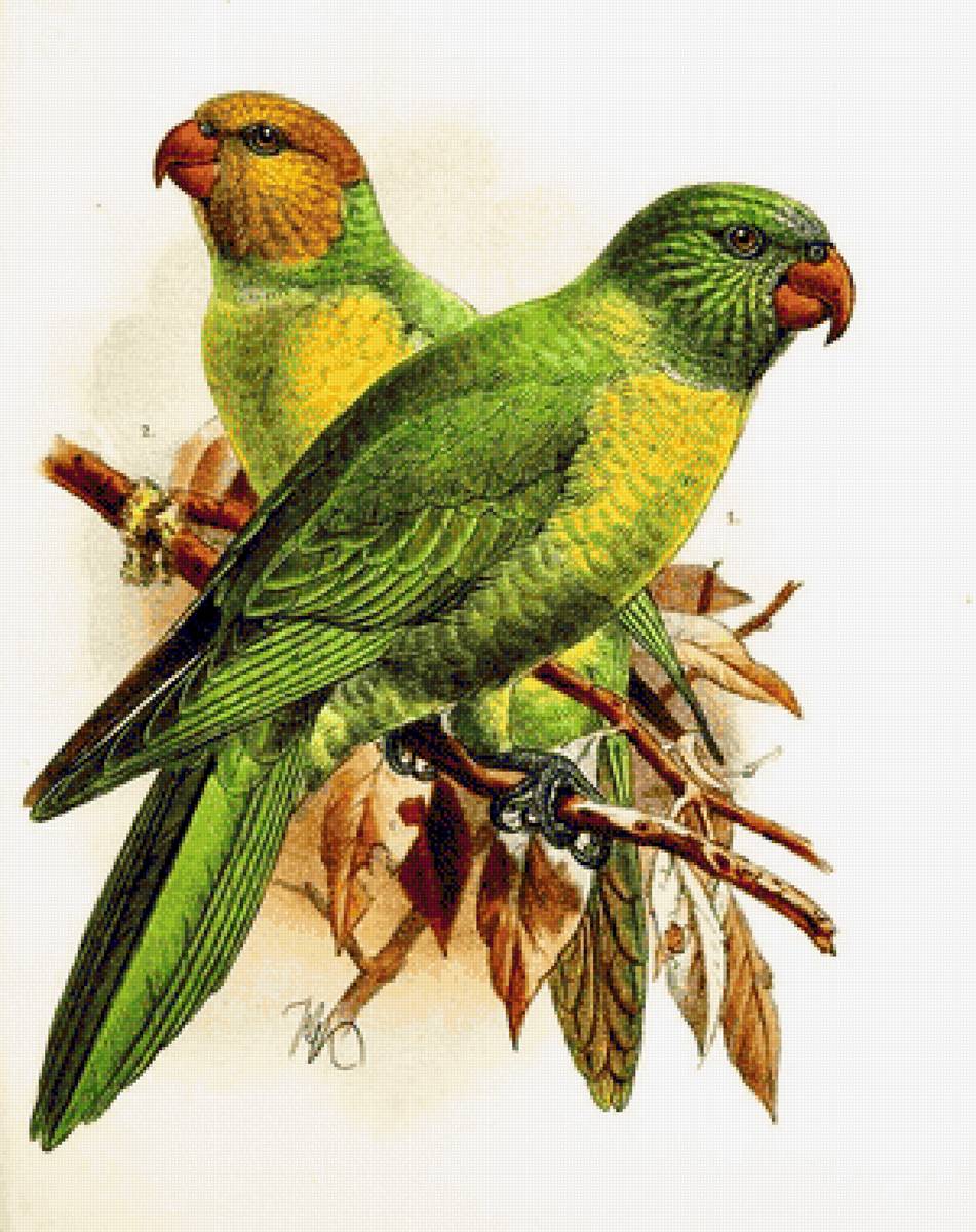 Pássaros . - pássaros. - предпросмотр