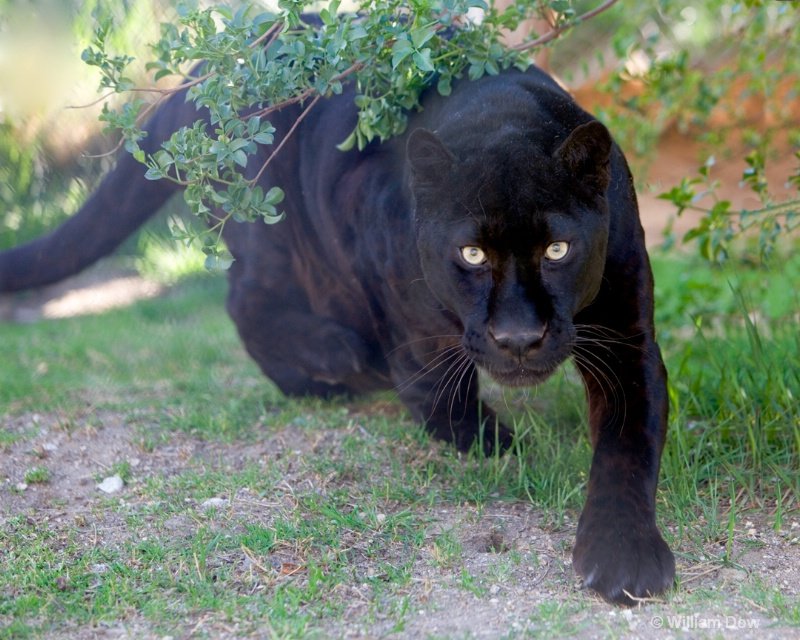 Черная пантера выходит на охоту