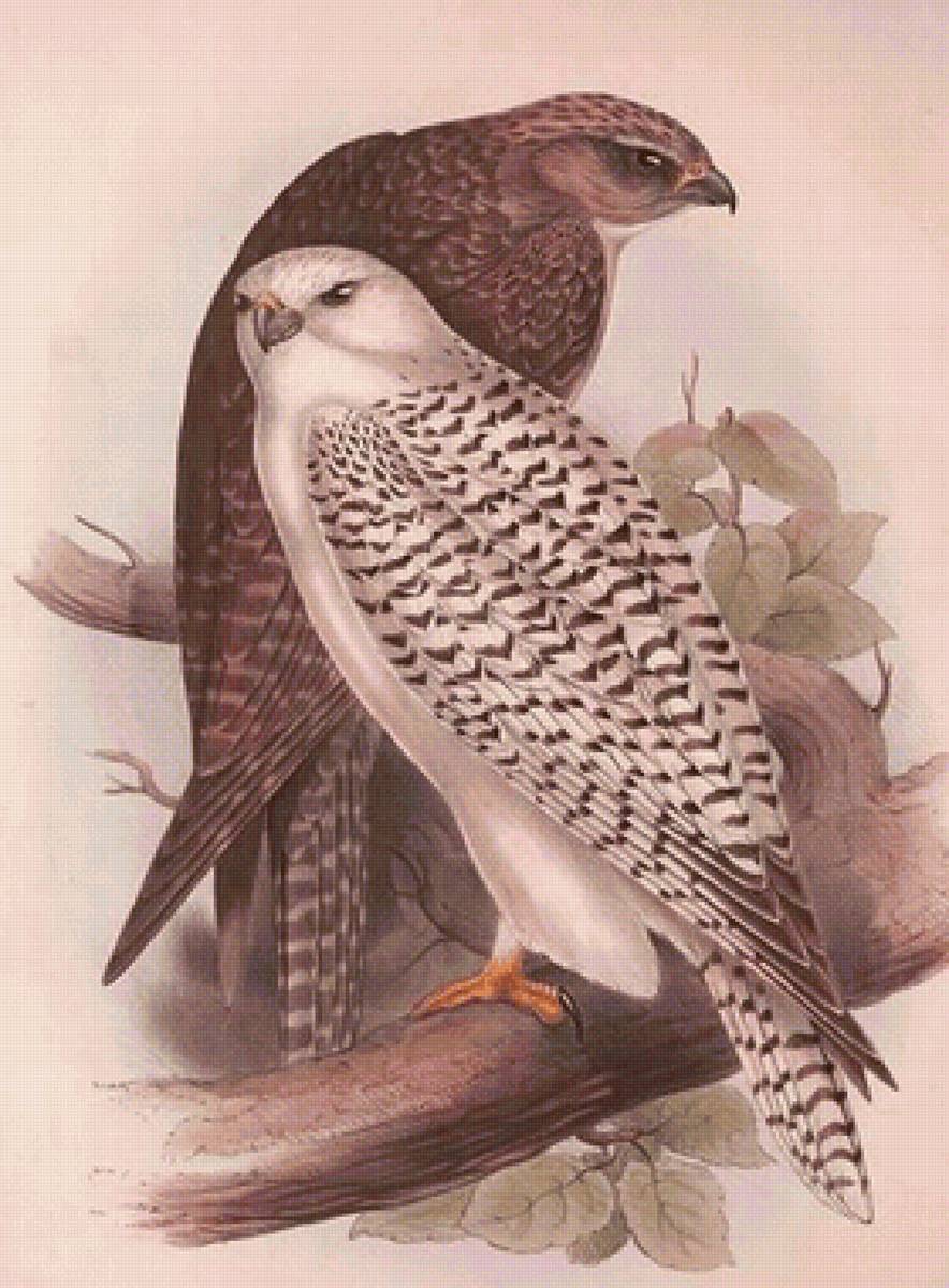 Casal de pássaros. - pássaros. - предпросмотр