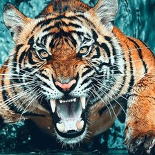 Схема вышивки «Тигр»