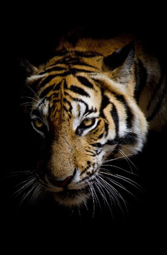 Тигр - оригинал