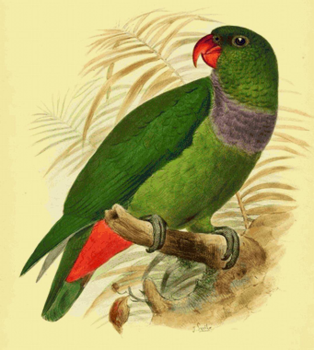 Pássaro. - pássaros. - предпросмотр