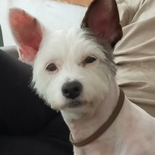 Схема вышивки «Rufo»