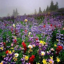 Схема вышивки «№2368553»