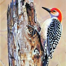 Оригинал схемы вышивки «Woodpecker» (№2368734)