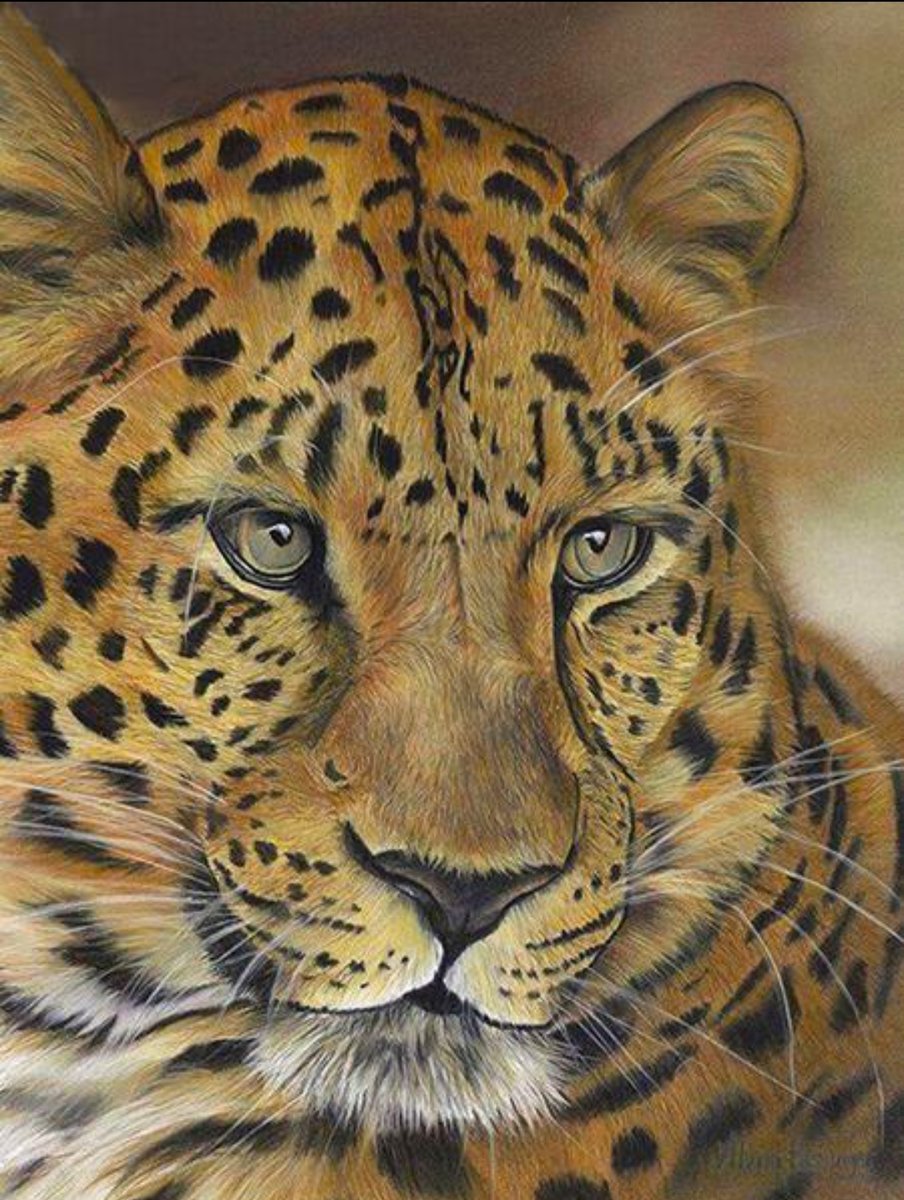 Леопард - оригинал