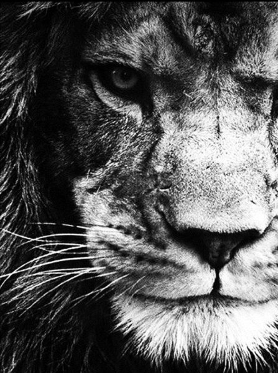 Лев (монохром) - черно-белый, хищник, лев, монохром, взгляд - оригинал