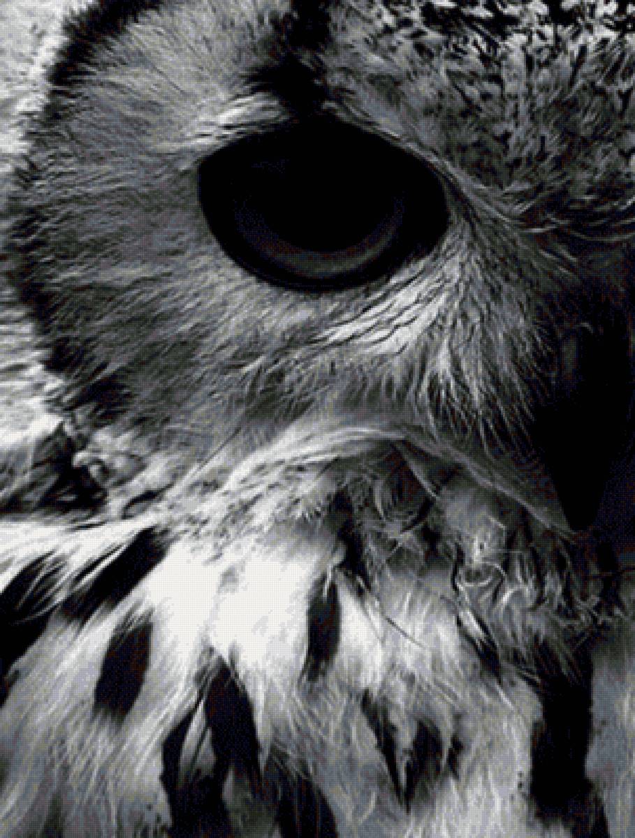 Сова (монохром) - взгляд, монохром, сова, черно-белый - предпросмотр