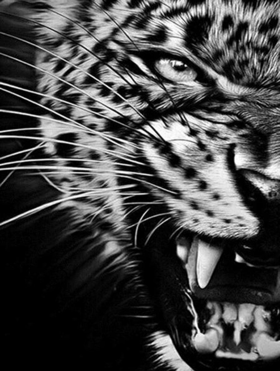 Леопард (монохром) - взгляд, леопард, монохром, хищник, оскал, черно-белый - оригинал