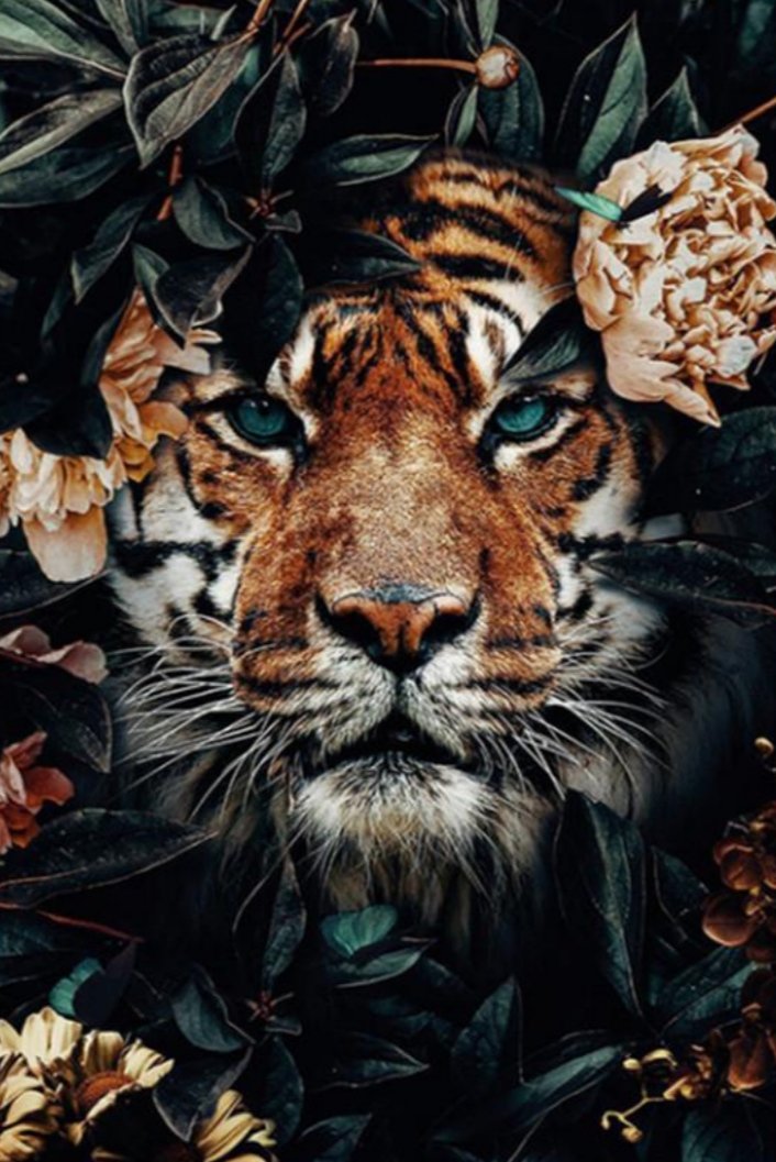Тигр - природа, тигр, листья, цветы - оригинал