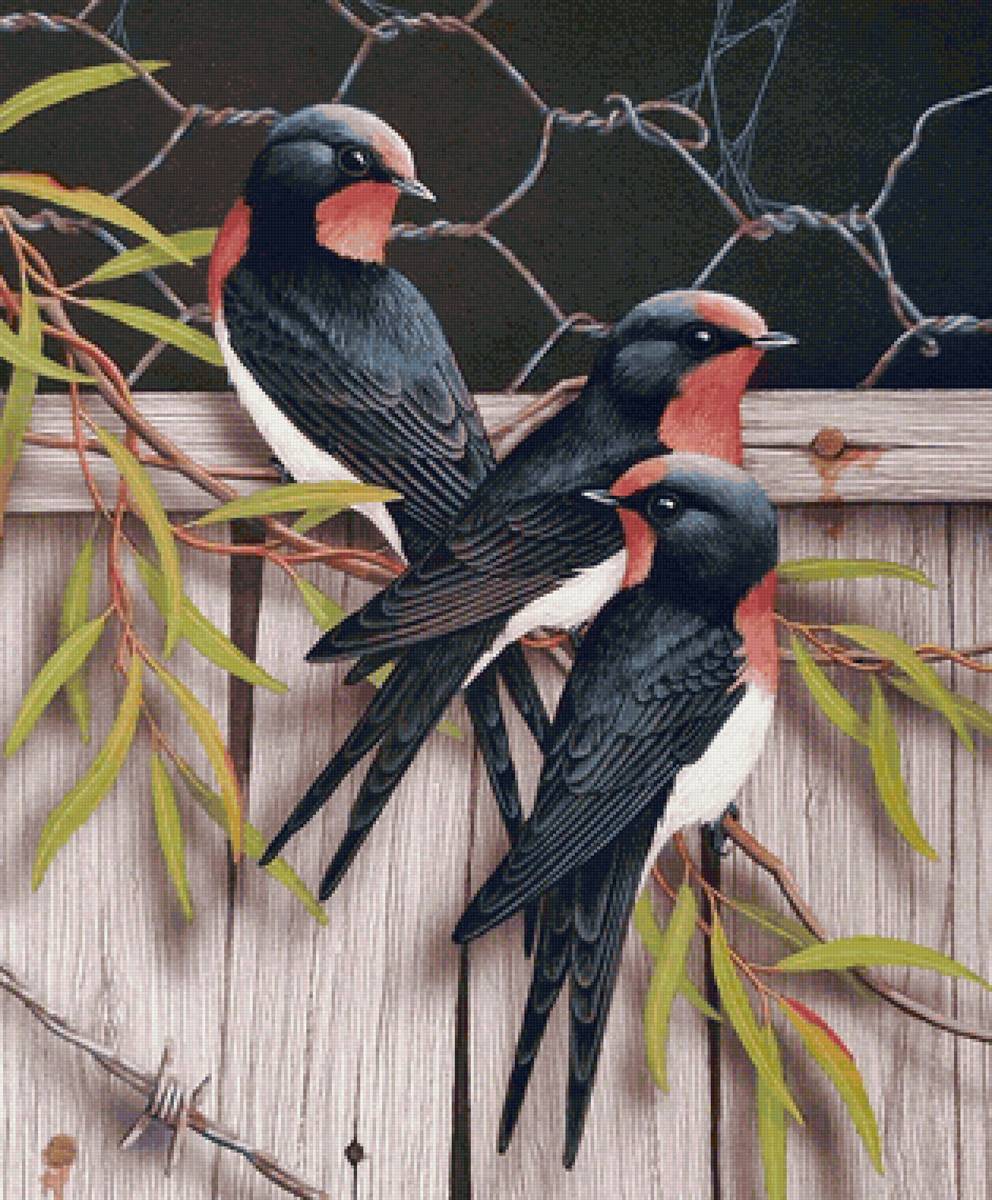 Pássaros . - pássaros. - предпросмотр