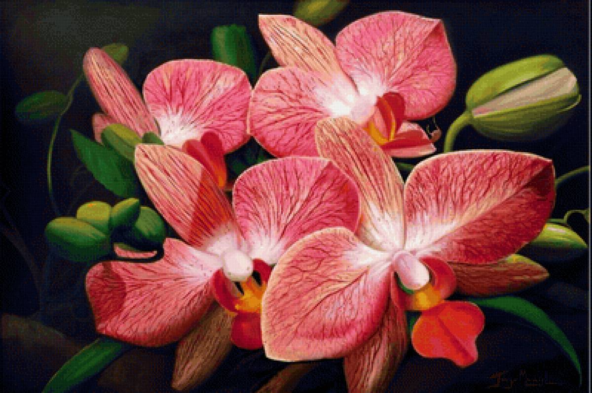 Orquídea. - flores .orquídea. - предпросмотр