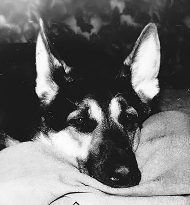 Мой друг Мухтарушка - оригинал