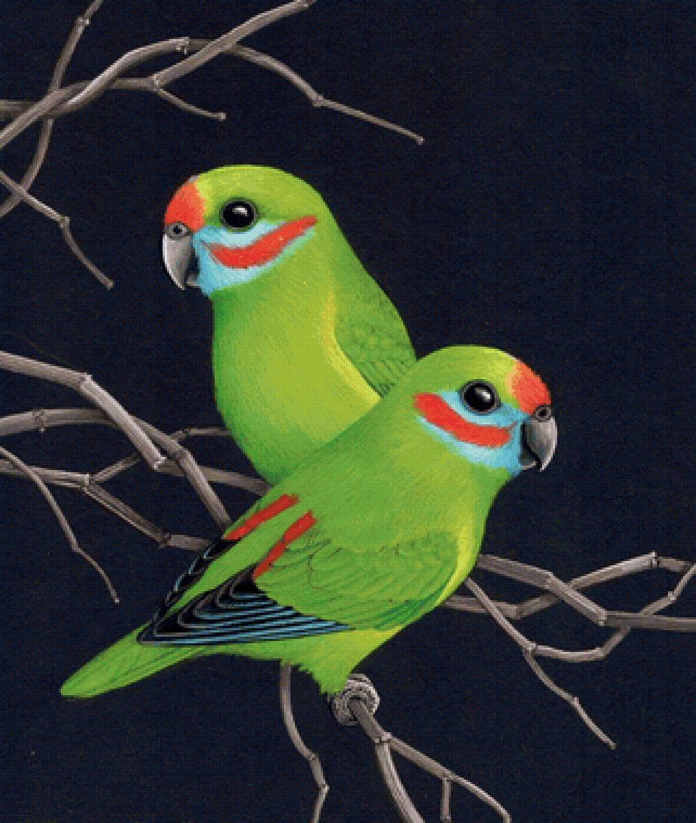 Pássaros . - pássaros. - предпросмотр