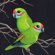 Оригинал схемы вышивки «Pássaros .» (№2369905)