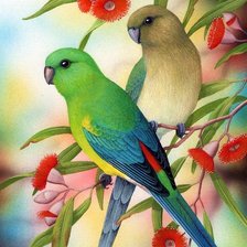 Схема вышивки «Pássaros .»