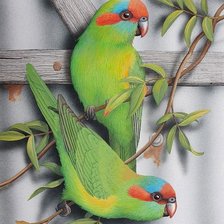Оригинал схемы вышивки «Pássaros .» (№2369920)