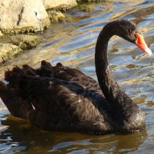 Схема вышивки «Cigne negre»