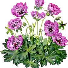 Схема вышивки «Цветы»