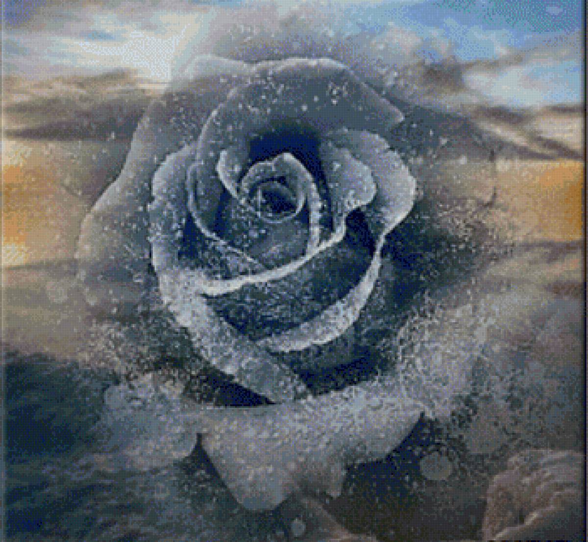 róża - предпросмотр