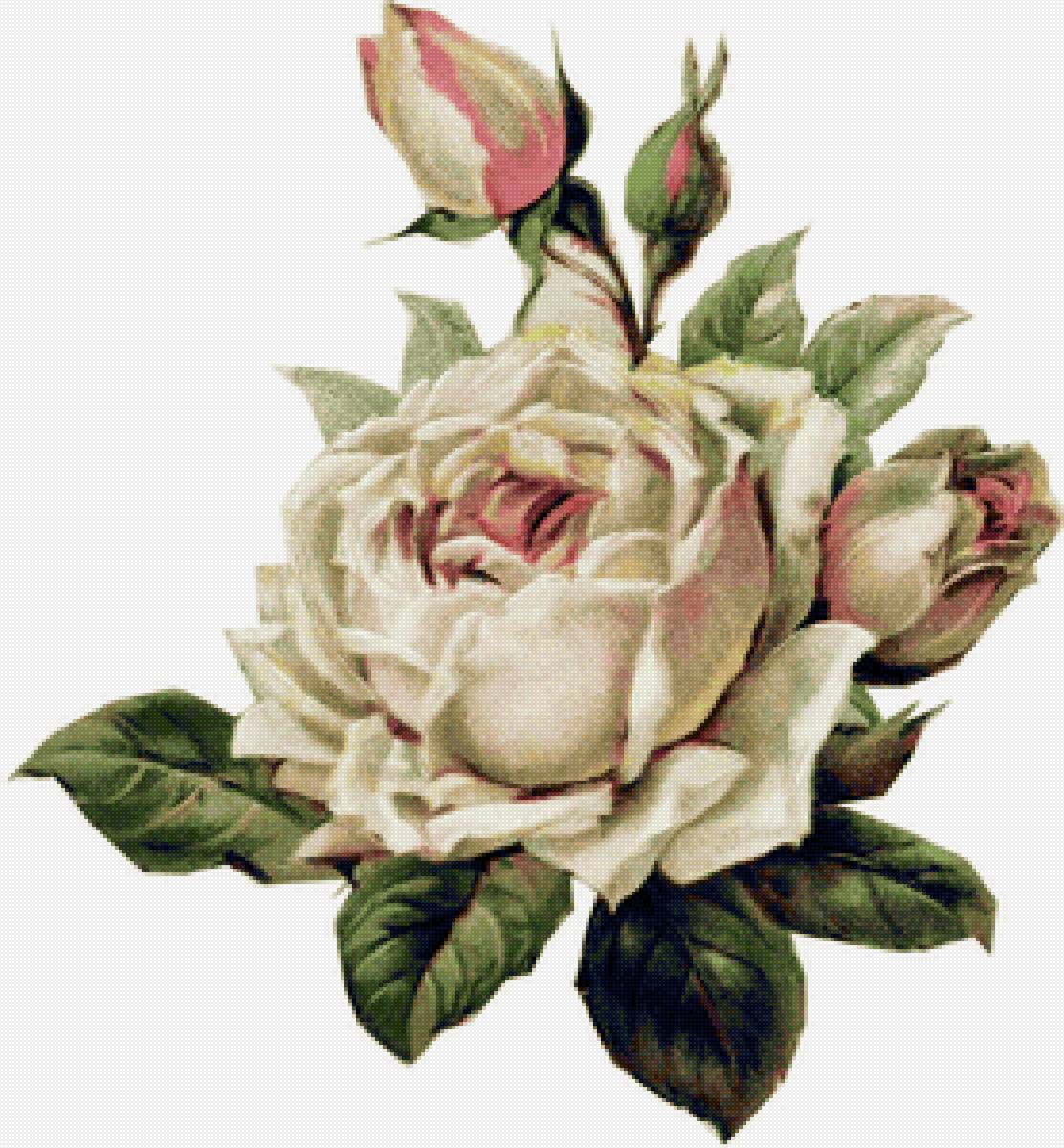Белая роза - предпросмотр
