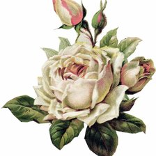 Оригинал схемы вышивки «Белая роза» (№2371448)