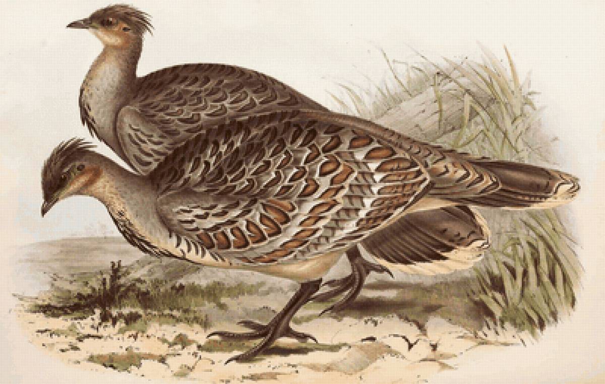 Aves silvestres. - aves .natureza. - предпросмотр