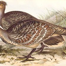 Схема вышивки «Aves silvestres.»