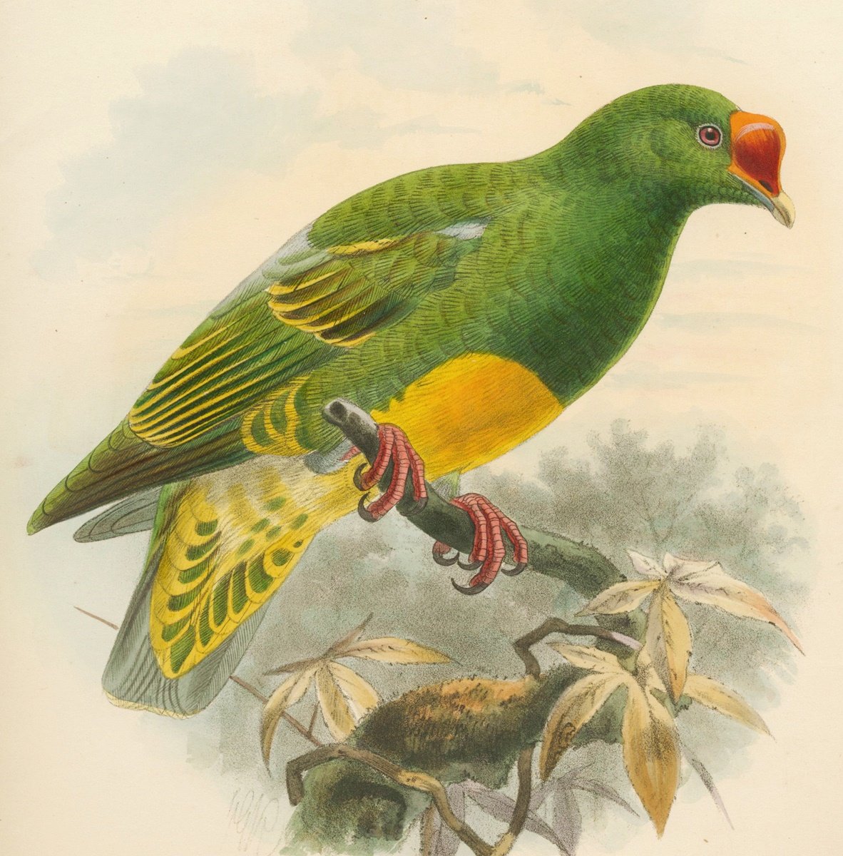 Pássaro. - pássaros. - оригинал