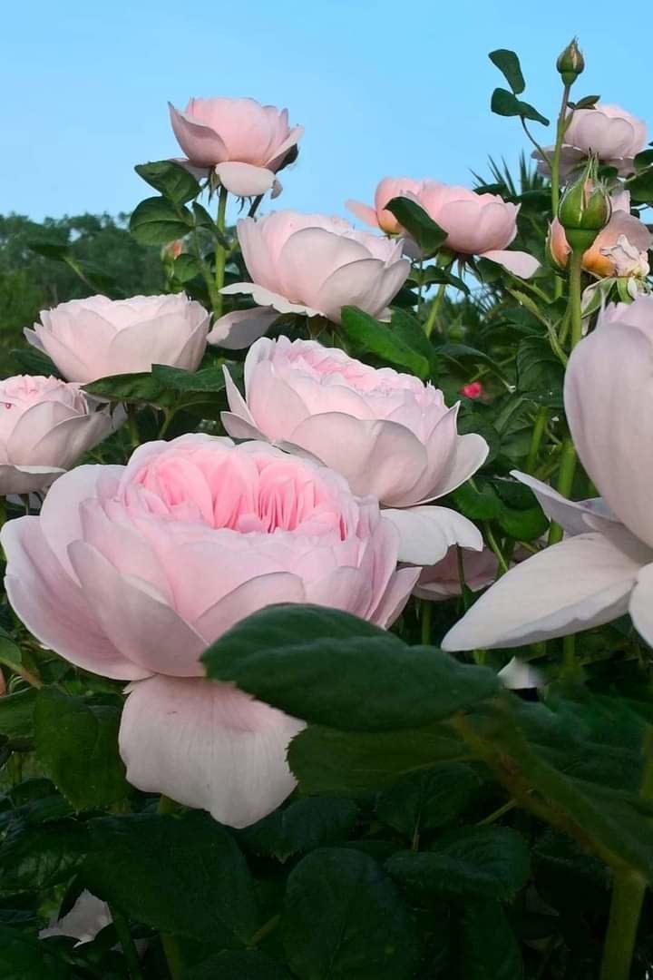 Rosas rosa - naturaleza - оригинал
