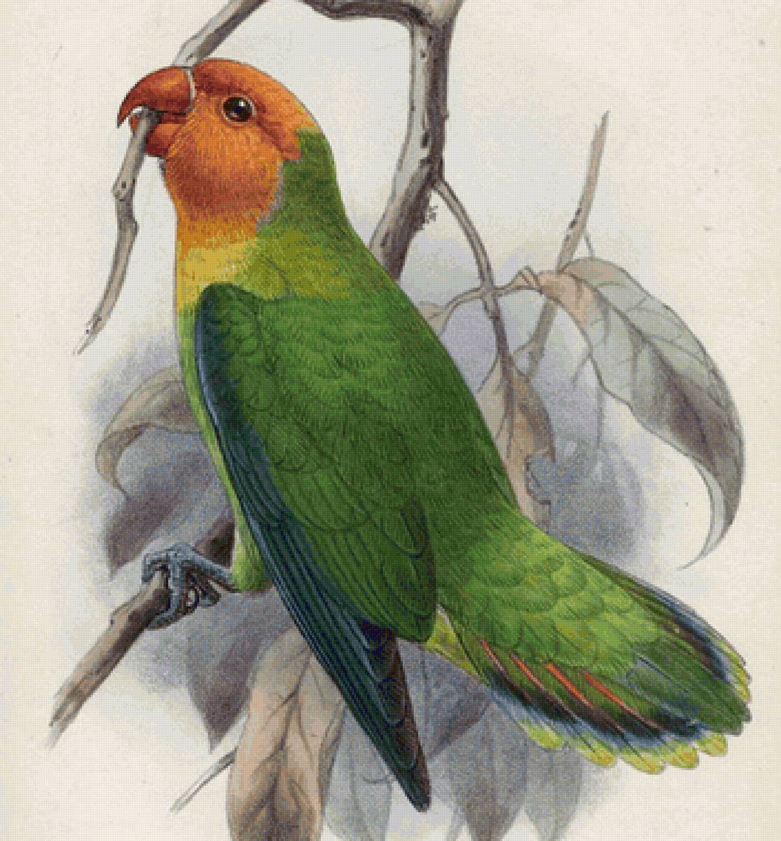 Pássaro. - pássaros. - предпросмотр