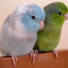 Схема вышивки «Cumi y Lima»