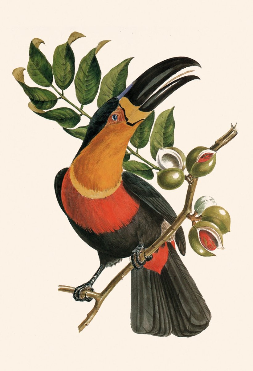 Pássaro. - pássaros. - оригинал