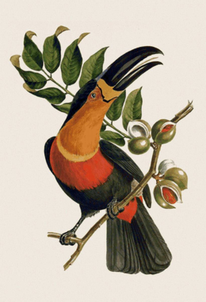 Pássaro. - pássaros. - предпросмотр