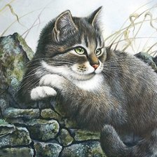 Схема вышивки «Кот»