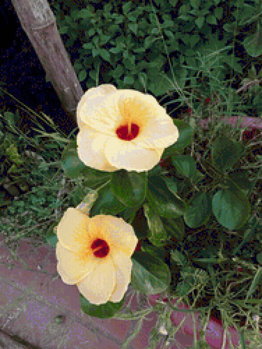 Hoa râm bụt - hi - предпросмотр