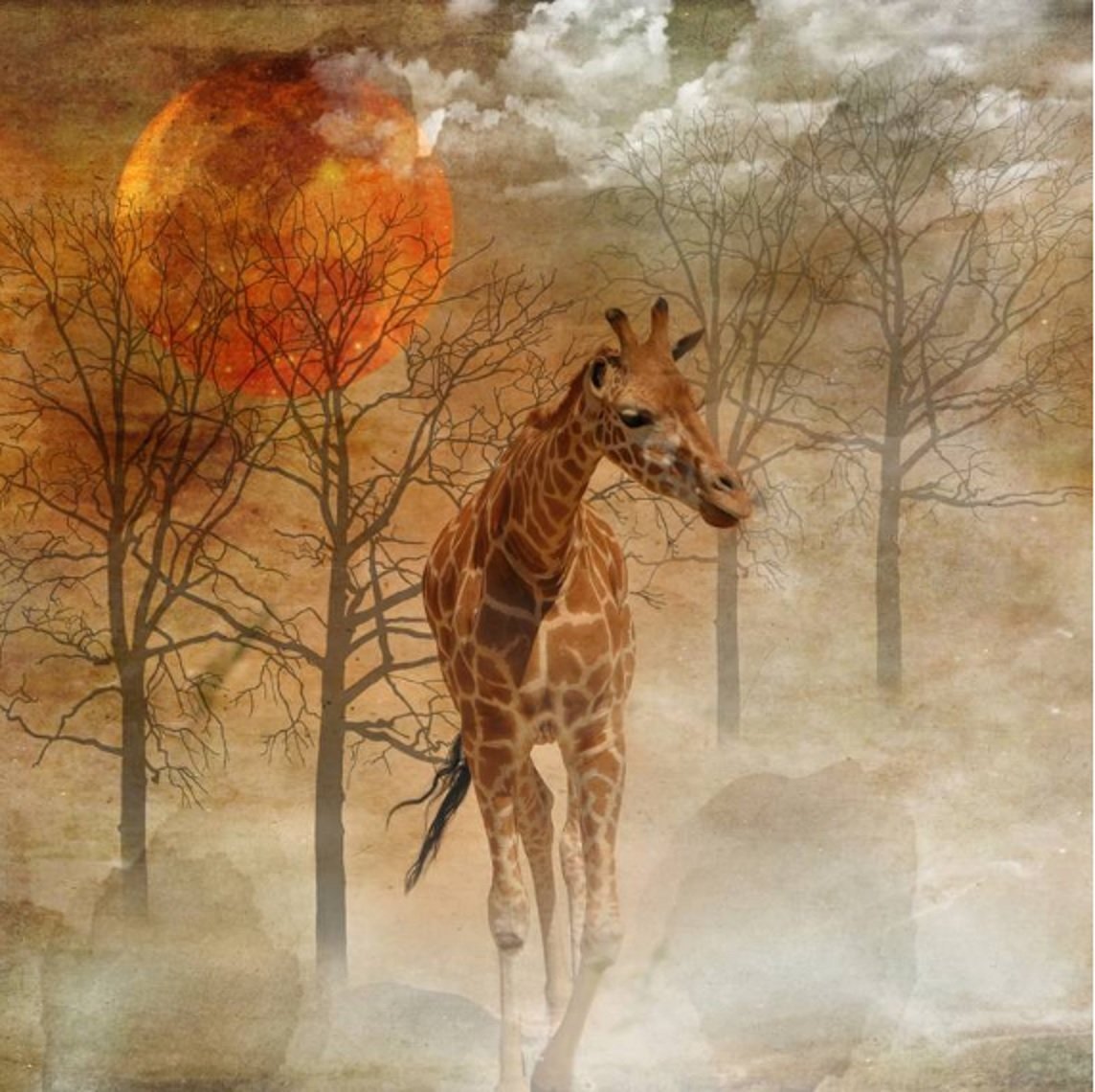 Жираф - солнце, африка, животные, жираф, природа - оригинал