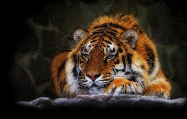 тигр - оригинал