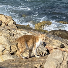 Схема вышивки «Кот»