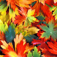 Схема вышивки «Разноцветная осень»