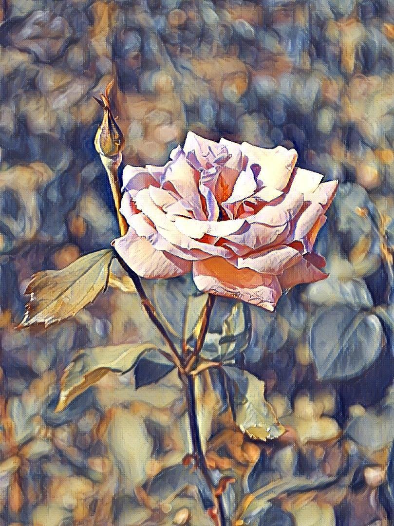 Роза в голубых тонах - роза, цветы - оригинал