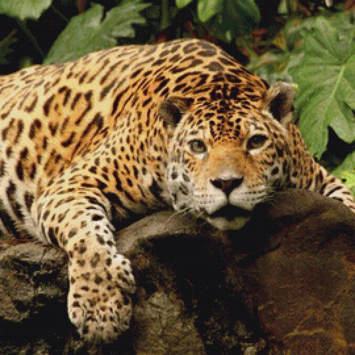 jaguar - животные, дикие кошки, ягуар - предпросмотр