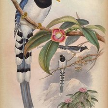 Схема вышивки «Pássaros .»