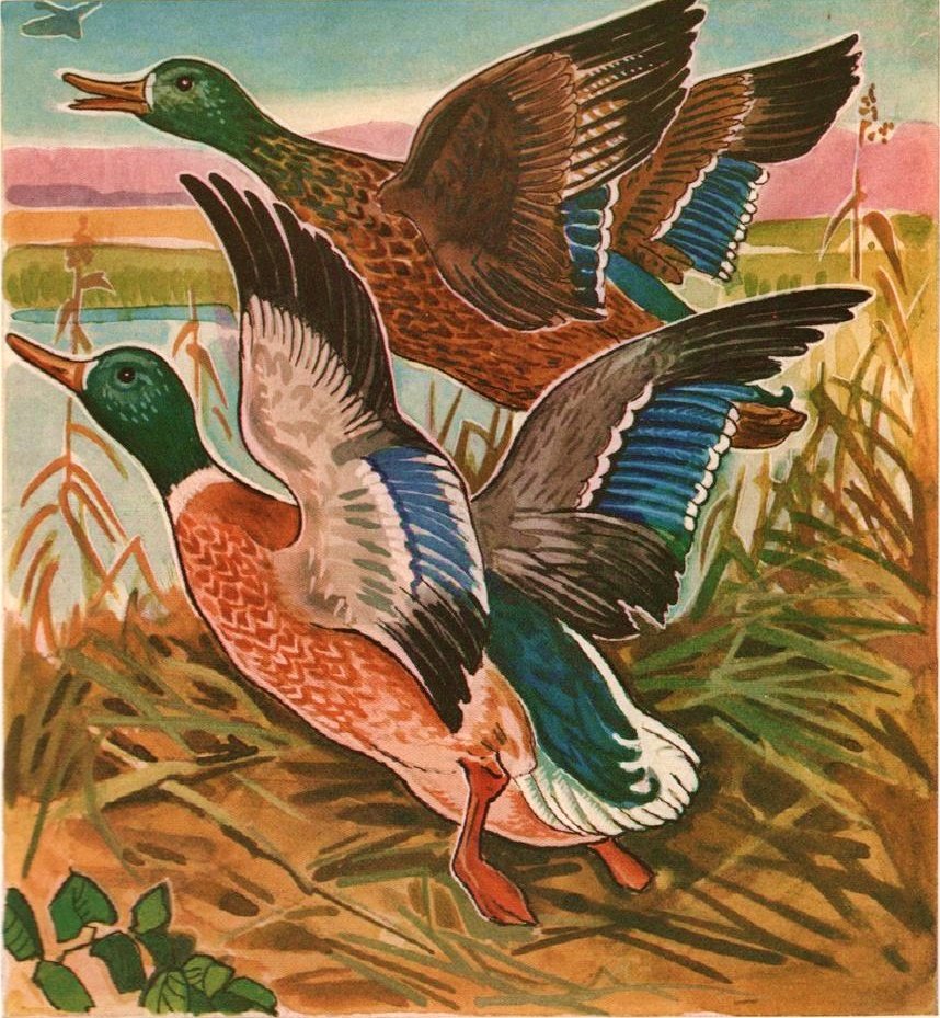 Aves silvestres. - aves .natureza .pintura. - оригинал