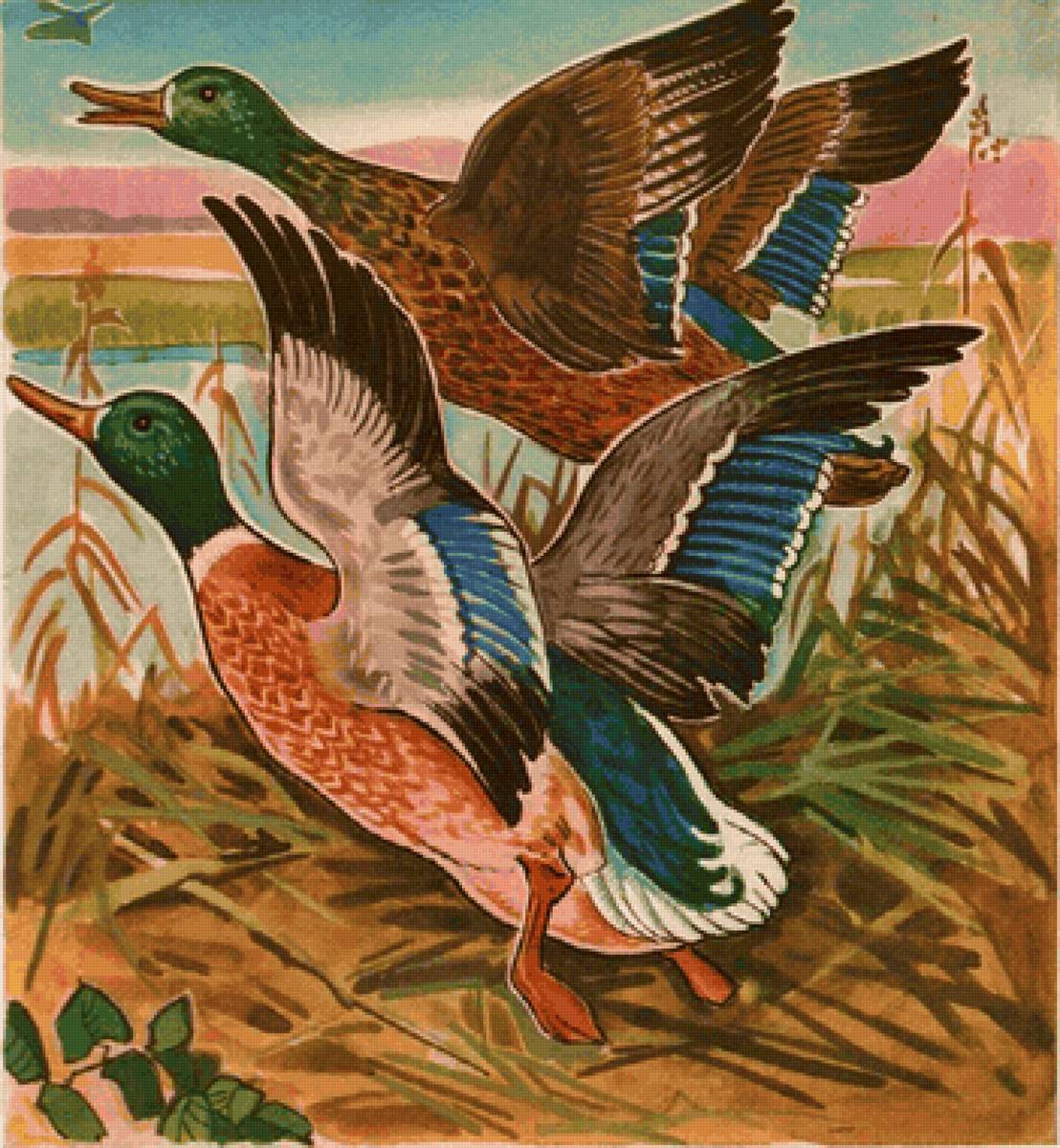 Aves silvestres. - aves .natureza .pintura. - предпросмотр