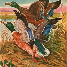 Схема вышивки «Aves silvestres.»