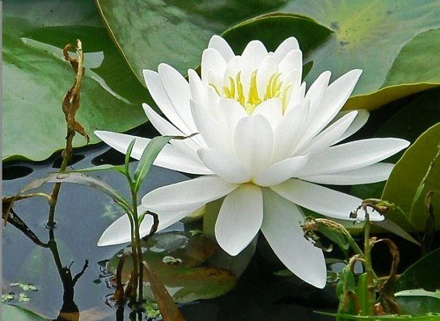 №2374780 - оригинал