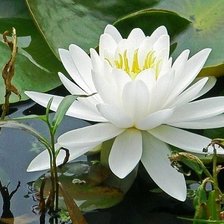 Схема вышивки «№2374780»