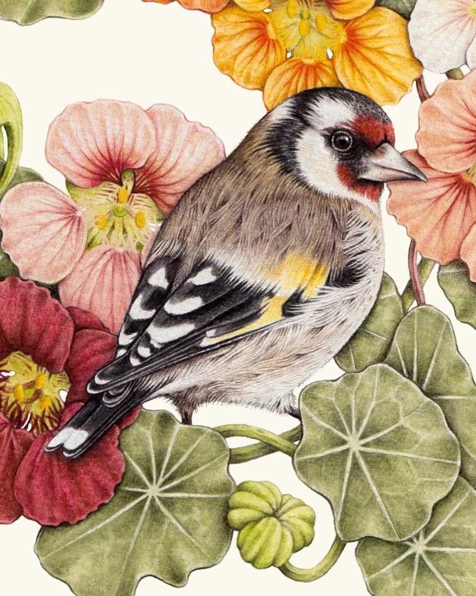 птичка - оригинал