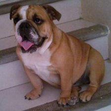 Схема вышивки «Mascota»